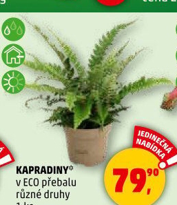 Kapradina