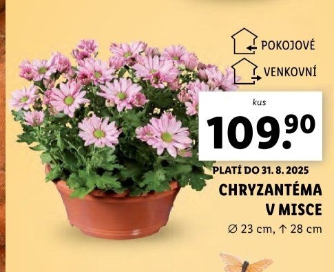 Chrysanthemum - Chryzantéma