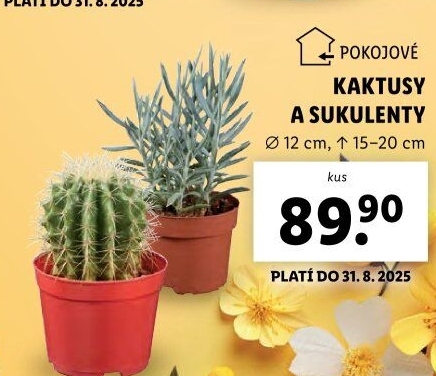 Sukulent