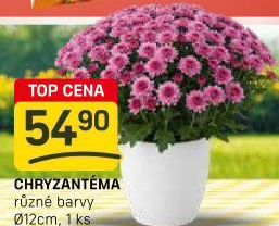 Chrysanthemum - Chryzantéma