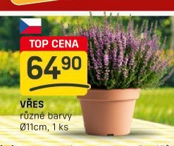 Vřes - Calluna