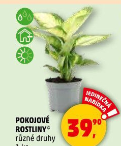 Pokojové rostliny