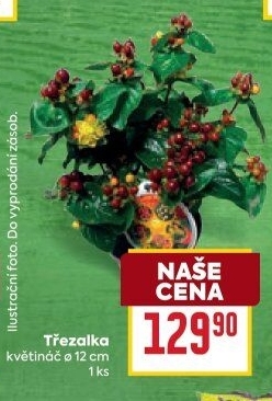 Hypericum - Třezalka