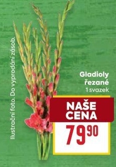 Mečíky - gladioly řezané