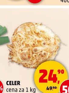 Celer bulva