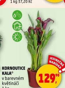 Kala - Calla