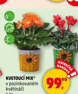 Mix kvetoucích rostlin