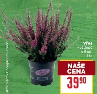 Vřes - Calluna