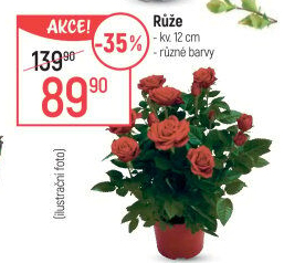 Růže
