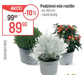 Venkovní rostliny