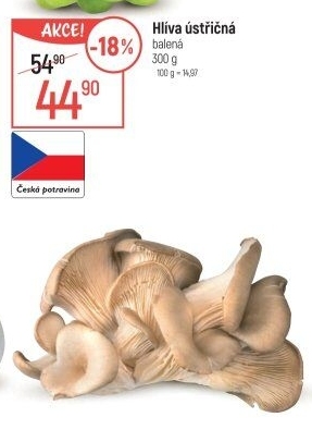 Hlíva ústřičná