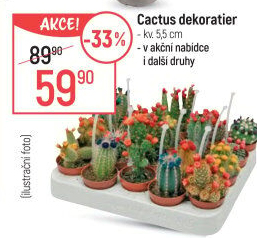 Kaktus