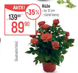 Růže