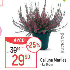 Vřes - Calluna