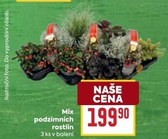 Mix kvetoucích rostlin