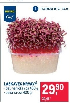 Laskavec krvavý Metro Chef