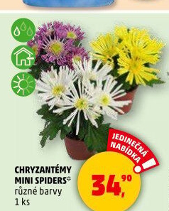 Chrysanthemum - Chryzantéma