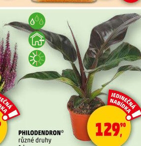 Filodendron - Philodendron