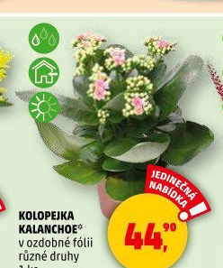Kalanchoe - Kolopejka
