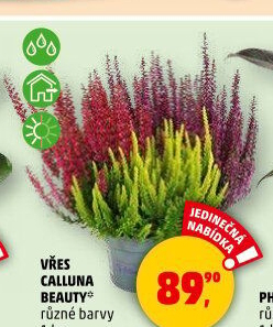 Vřes - Calluna