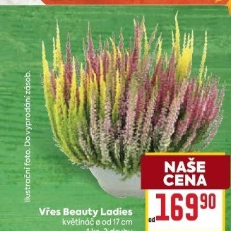 Vřes - Calluna