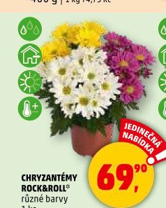 Chrysanthemum - Chryzantéma