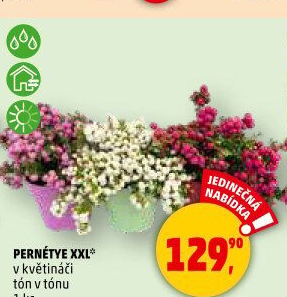 Pernétie
