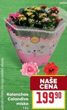 Kalanchoe - Kolopejka