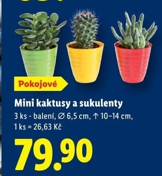 Kaktus