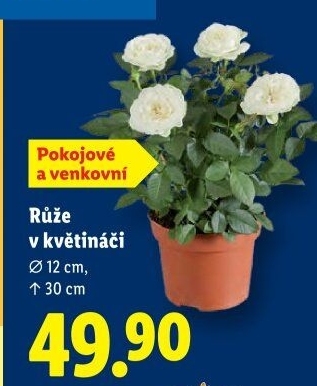 Růže
