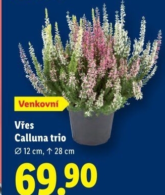 Vřes - Calluna