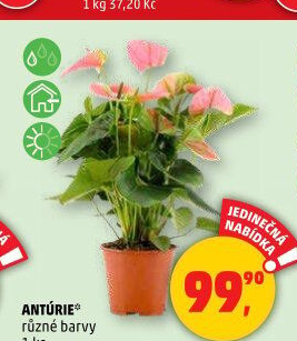 Anturie