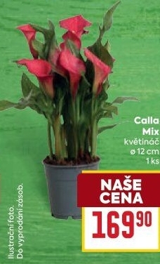Kala - Calla