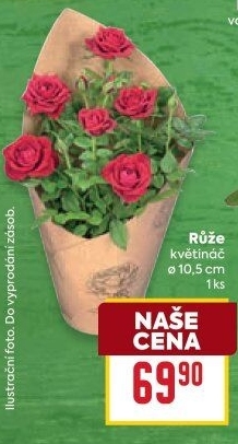 Růže