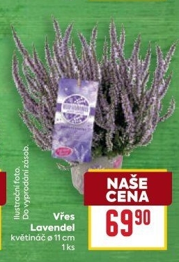 Vřes - Calluna