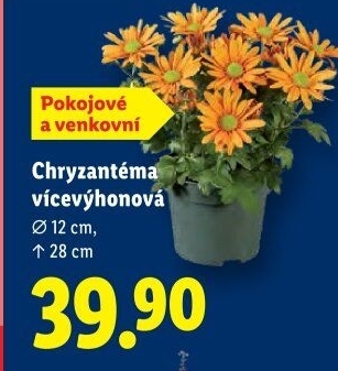 Chrysanthemum - Chryzantéma