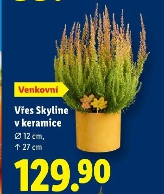 Vřes - Calluna