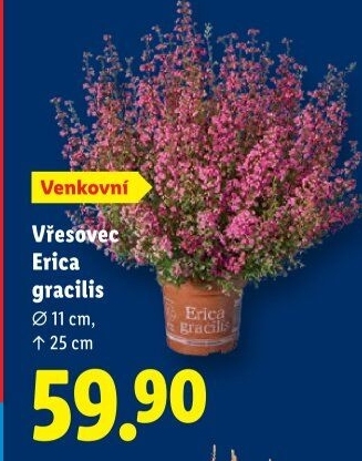 Vřesovec - Erica