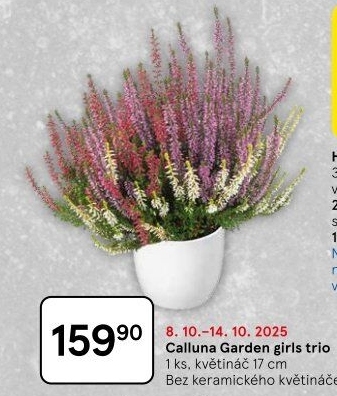Vřes - Calluna