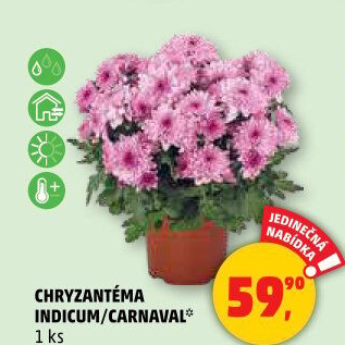 Chrysanthemum - Chryzantéma