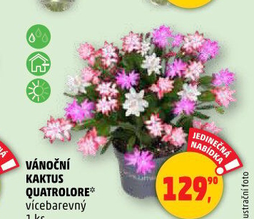 Vánoční kaktus - Schlumbergera