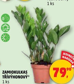 Zamioculcas - Zamiokulkas