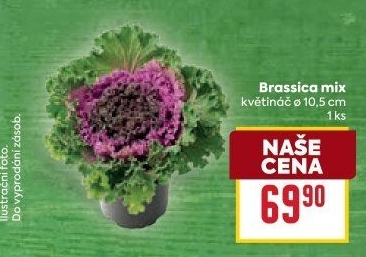 Brassica