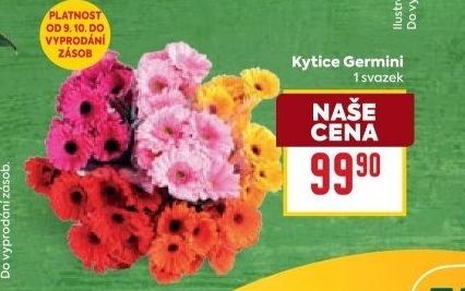 Germini řezané