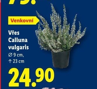 Vřes - Calluna