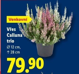 Vřes - Calluna