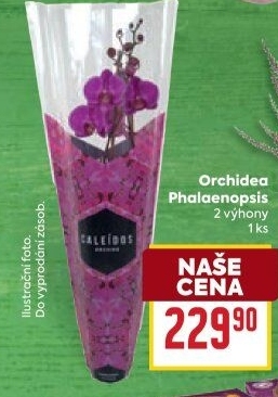 Orchidej