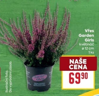 Vřes - Calluna