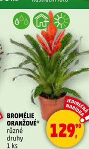 Bromelia