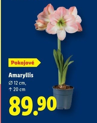 Amarylis - Hvězdník